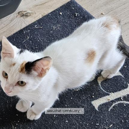Photo 1/1 Found cat Found in Ecuille