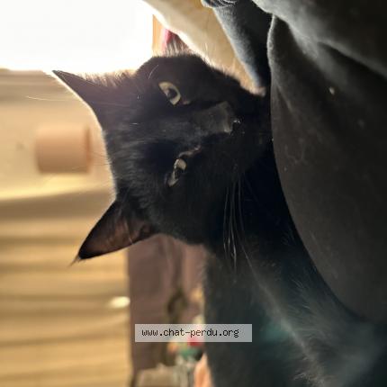 Photo 1/1 Gulli Chat lost in Saint priest