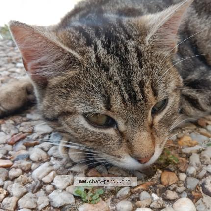 Photo 1/1 Fossette Chat lost in Mellionnec