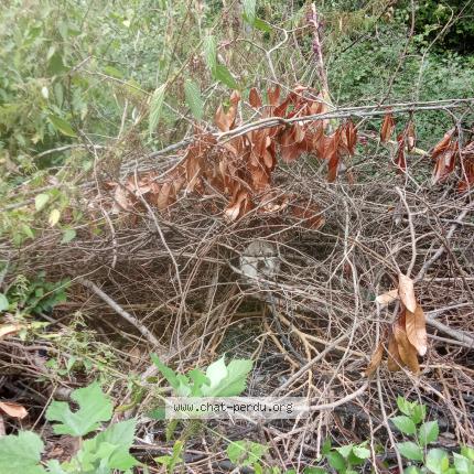 Photo 1/1 Found cat Found in Auch