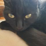 Picture of cat lost at Peronnas