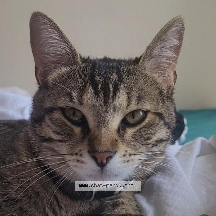 Photo 1/1 Zina Chat lost in Cannes