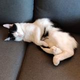 Picture of cat lost at Marigny Marmande