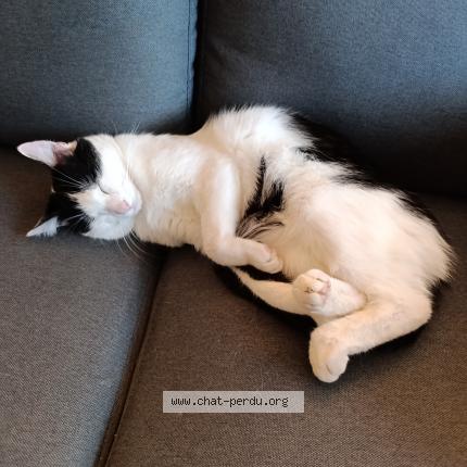 Photo 1/1 Charlie Chat lost in Marigny marmande