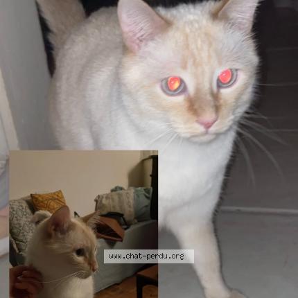 Photo 1/1 Tetris Chat lost in Biarritz