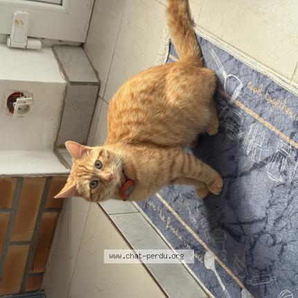Photo 1/1 Mufasa Chat lost in Les mureaux