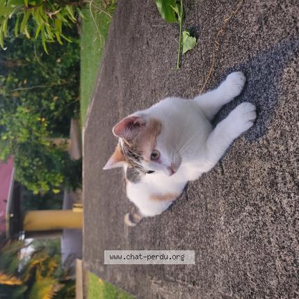 Photo 1/1 Arya Chat lost in Saint claude