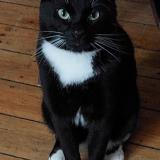 Picture of cat lost at Bruxelles