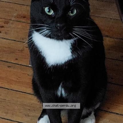 Photo 1/1 Façoni Chat lost in Bruxelles