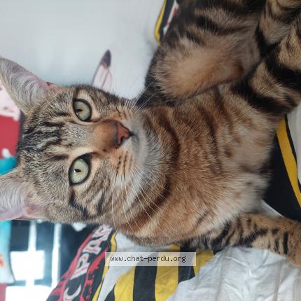 Photo 1/1 Moka Chat lost in Meyzieu