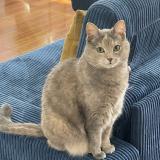 Picture of cat lost at Chatenay Malabry