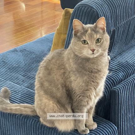 Photo 1/1 FRIPOUILLE Chat lost in Chatenay malabry