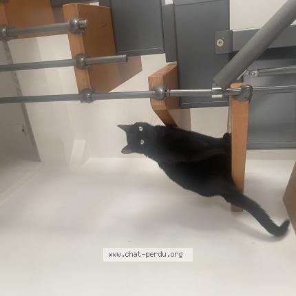 Foto van vermiste kat in Mons