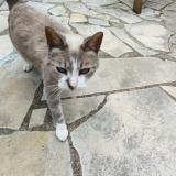 Picture of cat found at Nozay