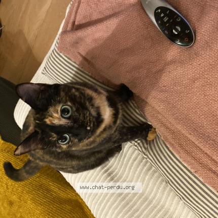 Photo 1/1 CHACHA Chat lost in Argonay