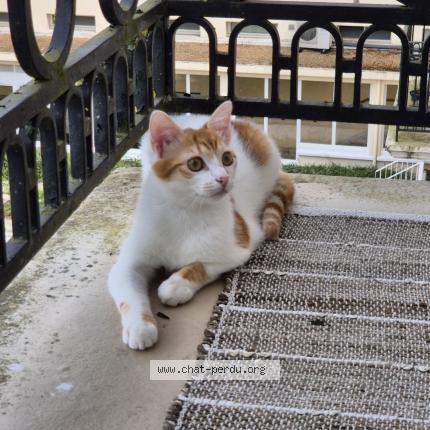 Photo 1/1 Éros Chat lost in Le mans