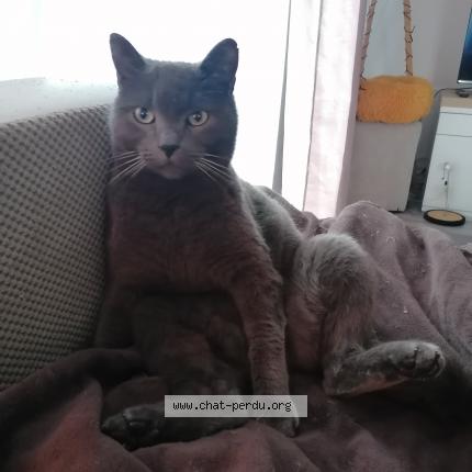 Photo 1/1 Minush Chat lost in Aigues vives