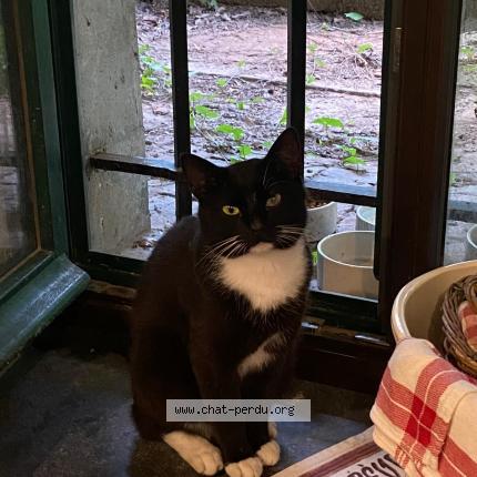 Photo 1/1 Sirius Chat lost in Huy