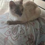 Picture of cat lost at Bagneux