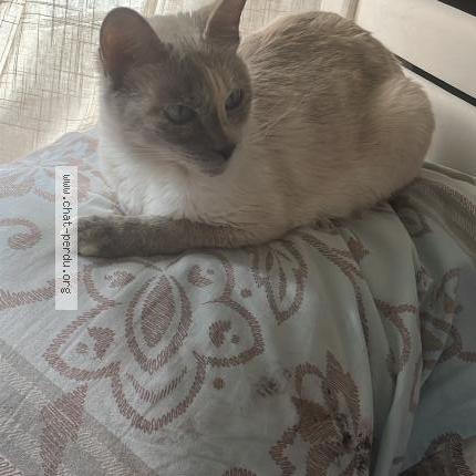 Photo 1/1 Linette Chat lost in Bagneux