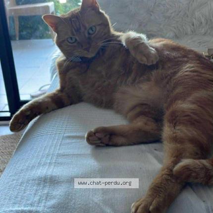 Photo 1/1 Kitty Chat lost in Le cannet