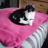 Picture of cat lost at St Genis Laval