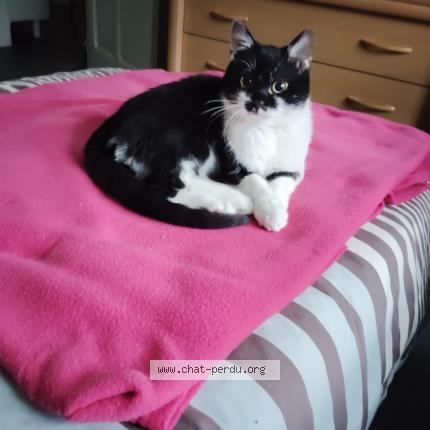 Photo 1/1 Chaussette Chat lost in St genis laval