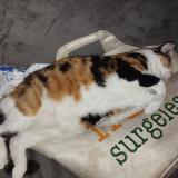 Picture of cat lost at Chazey Sur Ain