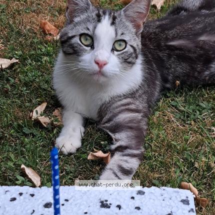 Photo 1/1 Willy Chat lost in Ingrandes