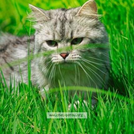 Photo 1/1 Kiri Chat lost in Monesties