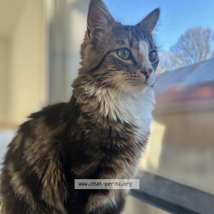 Photo 1/1 Snoopy Chat lost in Heric