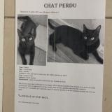 Picture of cat lost at Marseille
