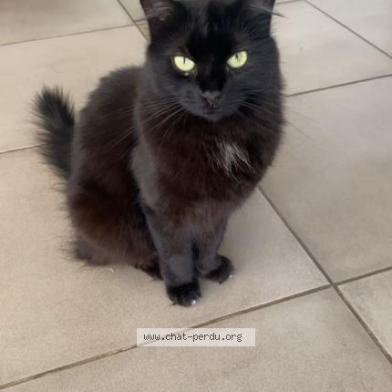 Photo 1/1 Romy Chat lost in Pelleautier