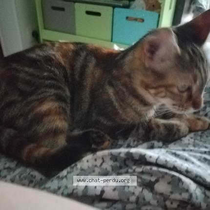 Photo 1/4 Found cat Found in Montesson