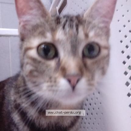 Photo 2/4 Found cat Found in Montesson