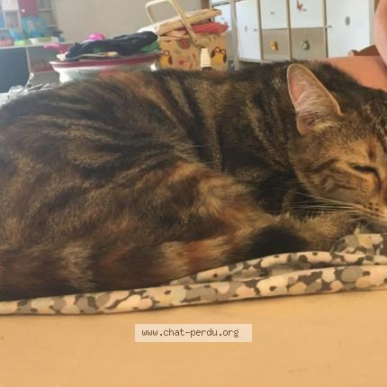 Photo 3/4 Found cat Found in Montesson