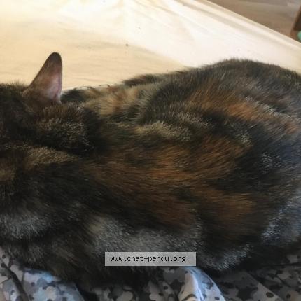 Photo 4/4 Found cat Found in Montesson