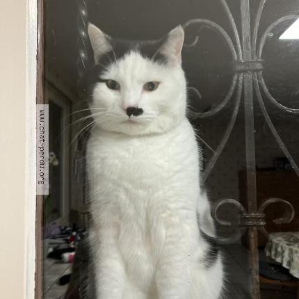 Photo 1/2 Fripon Chat lost in Chateauroux