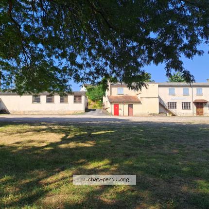 Photo 2/2 Fripon Chat lost in Chateauroux