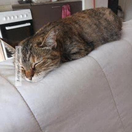 Photo 1/1 Guybson Chat lost in Challans