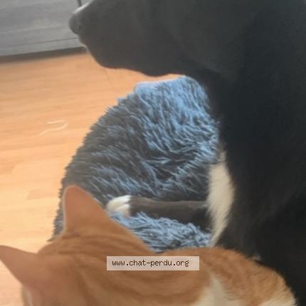 Photo 1/1 Princesse Chat lost in Tarbes