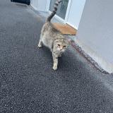 Picture of cat found at Lievin