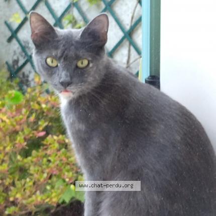 Photo 1/1 Poupette Chat lost in Tremblay en france vieux pays