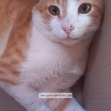 Photo 1/1 Pam Chat lost in Valcheta rio negro argentina