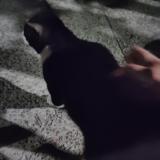 Picture of cat found at Saint Jean De Vedas