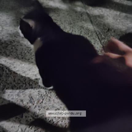 Photo 1/1 Found cat Found in Saint jean de vedas