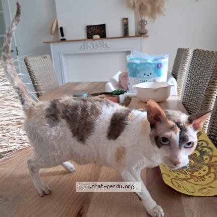 Foto van vermiste kat in Charleroi