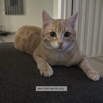 Photo 1/1 Rouky Chat lost in Teuillac