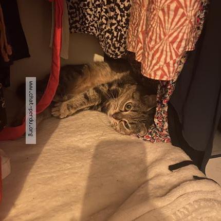 Photo 1/1 Minnie Chat lost in Orleans