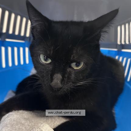 Photo 1/1 Batman Chat lost in Vaulx en velin